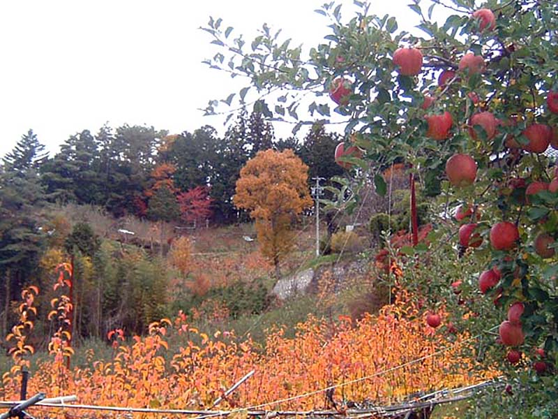 中山農園の秋